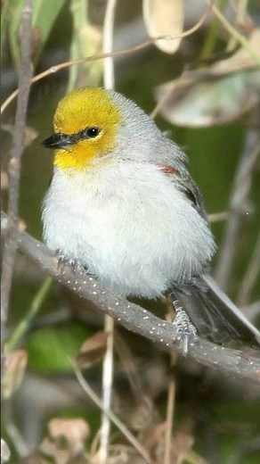 Verdin Bird Song Video: Bird Songs Western North America-Peaceful Sounds of Nature
