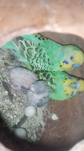 parrot couple ke Bache 1st day