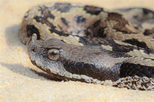 Snake bites rising in Spain as viper activity increases: What to know
