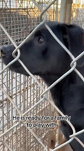 Shelter Spotlight: Meet Donner He is a 3 year old neutered Labrador Donner was surrendered because the previous owner was moving. He is said to be good with dogs, cats, kids, and strangers. He has never been around livestock. He is housetrained, crate trained, and does well being left alone. He walks well on a leash and rides well in a car. He hates being here at the shelter and has been very vocal about his displeasure. He has climbed our chain link fences so a privacy fence is a must. He loves