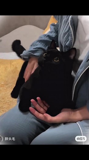 Smol body, huge personality 🐾💥 #funnycatenergy #blackcatpower #fblifestyle | Lomapage