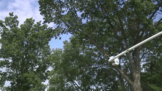 Homegrown tree care service that comes straight from the heart