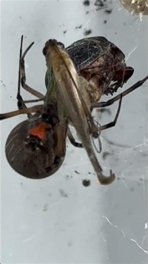Brown Widow… not the famous Black Widow. #brownwidow #blackwidow #spider