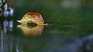 In autumn, a fallen leaf lay quietly on the ground with a beautiful reflection. The autumn rain falls around the leaf, with crystal clear water droplets splashing everywhere
