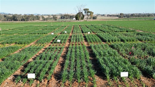 New treatment for crown rot