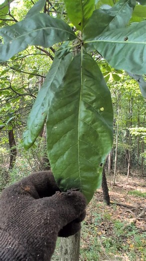 Uncommon oak tree species in northeast Ohio.