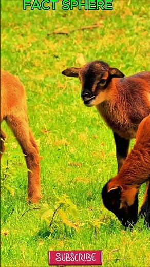 Suffolk Sheep Facts 🐑 | The Powerful Black-Faced Sheep Breed!