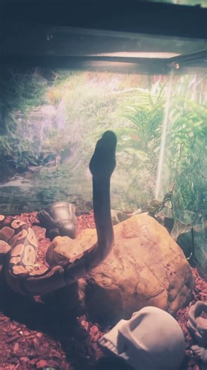 Python trying to escape #ballpython #americanbully