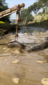 8.1K views · 19 reactions | Incredible Big Catfish Fishing Trap Method #fishing #fypageシ #catfish #foryou #incredible #reelsfypシ #reels | Fishing & Village Tradition | Facebook