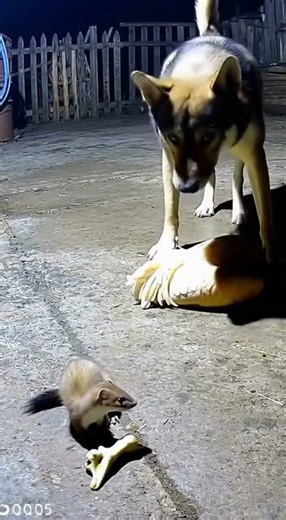 uzzling Surveillance Footage: The Dog and Weasel Deal