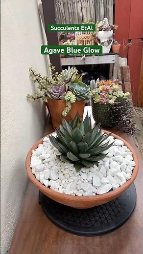 Simple Technique In Repotting Agave Blue Glow 🪴 #suculentas #succulent #succulents
