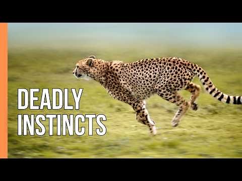 Predators in Action: The Art of Survival in Nature | Full Documentary