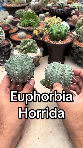 How to Plant Euphorbia Horrida Succulents