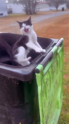 Hilarious Scaredy Cat Moments Compilation