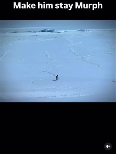 Nihilist Penguin x Interstellar The “Nihilist Penguin” describes a scene in Werner Herzog’s Encounters at the End of the World where a lone Adélie penguin abandons its colony and walks inland toward the Antarctic mountains—away from food, instinct, and survival. A penguin expert explains that some individuals become irreversibly disoriented and cannot be guided back. Herzog frames the moment as existential rather than biological. The term itself came later from internet culture. Scientifically, 