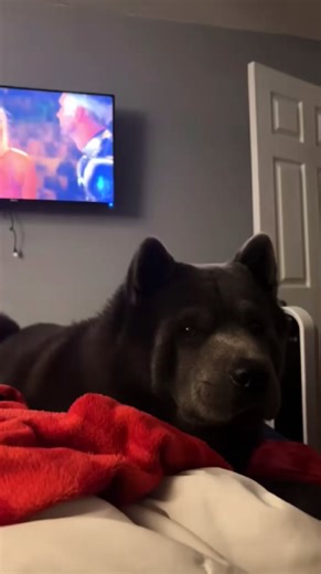 Hilarious dog face when cheese pizza appears nearby