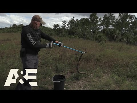 Live Rescue: DANGEROUS Diamondback Rattlesnake (S3) | A&E