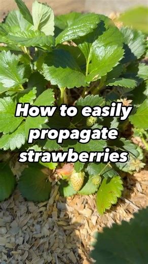 Runners are your ticket to easy strawberry expansion. It’s super easy propagate exponentially using this method. Simply grab a small pot of soil and nestle the runner node into it. Don’t cut the umbilical cord from the mother plant for 3-4 weeks while the new plant roots. Sometimes you have to use methods to keep the node nestled in the soil like a small metal staple, rock or stick. Really anything to weigh down the node into the soil. Once you feel it has matured and rooted in the new pot, it’s