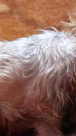 Identifying and Managing Dog Allergies