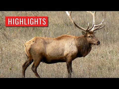 2017 - PA Game Elk Cam Highlights
