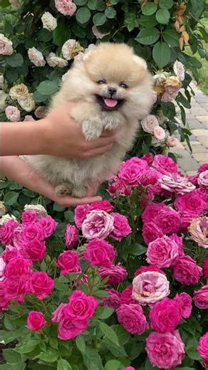 Amazing Cat Performs Magic Trick! #Cats #tricks #cat #cuteanimal