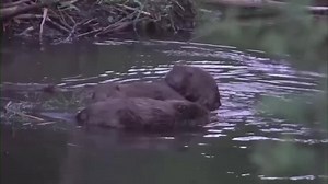 Un barrage de castors cède et fait des dégâts