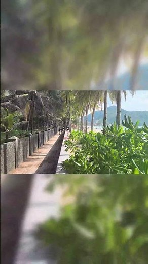 Walking the Palm Tree Lined Path to the Ocean at Kamala Beach Phuket Thailand