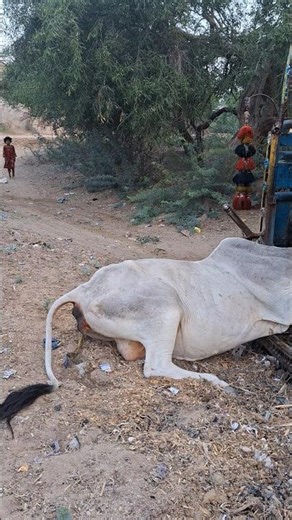 cows urinating while loaded
