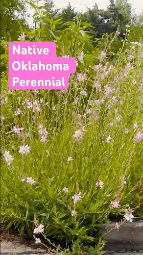Drought-Tolerant Native Flower for Oklahoma #nativeplants