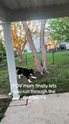 I might be upset there’s no more snow but these flowers are pretty fun 🌼🐶. #puppy #springtime #dandelions #fyp #puppysoftiktok