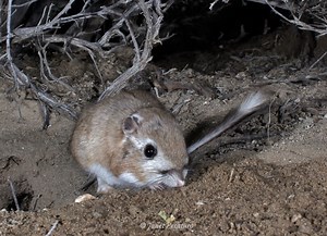 Kangaroo Rat Burrows - Winterberry Wildlife