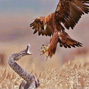 Big battle real eagle vs cobra | Animal World