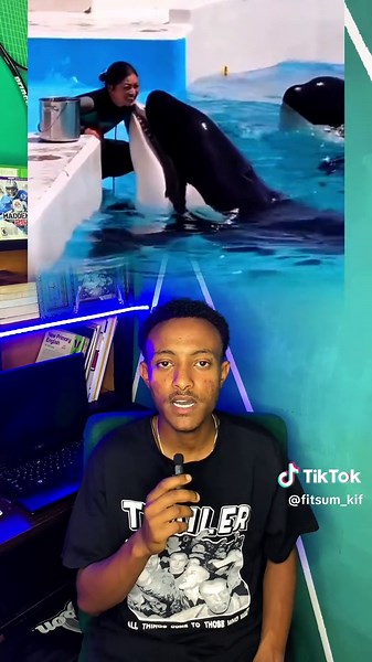 Dolphin Intelligence: Communication and Emotions Explained