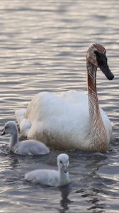 10K views · 144 reactions | Watch this trumpeter swan use its...