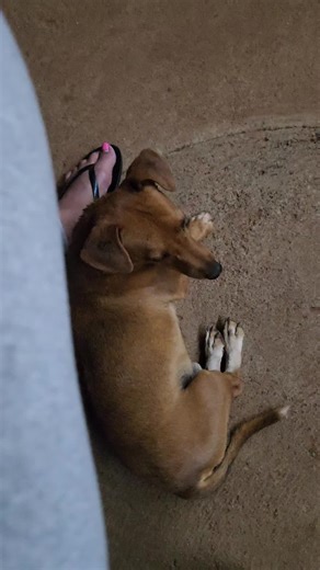 He always cozy by my feet 😄