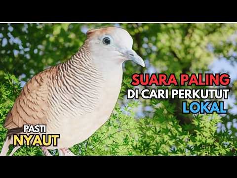 Perkutut Lokal Gacor SUARA PALING DICARI Perkutut Lokal | Pancingan Semua Burung Perkutut Agar Bunyi