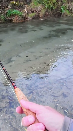 Sightfishing a good rainbow trout on fly