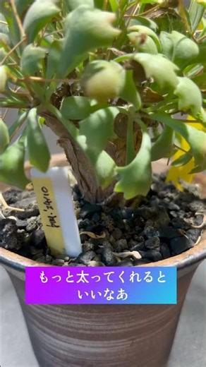 オトンナhyb.（sp.steinkopf x ユーフォルビオイデス） | 塊根&多肉 定点観測 #24 #caudex #succulent #観葉植物