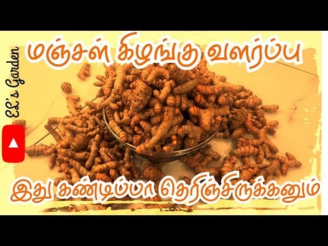 “Turmeric Harvest at Home | Easy Growing Tips from My Garden”