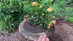 I'm creating 3 simple, yet stunning containers for the garden using an assortment of Proven Winners plants. Creating gorgeous containers doesn't have to be complicated, sometimes simple is the best way to go! 🛍️ Join our FREE Loyalty Rewards Program here https://bit.ly/4gqWXeS 🌼 Shop Creekside's Online Store https://bit.ly/3sSRiut 📩 Sign up for our emails here! https://bit.ly/3uXq6MB 🪴 Companies We Partner With 🪴 Power Planter Garden Augers & Drills http://bit.ly/3ZZ98GY Hoselink https://bi