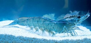HOUDEK - PRAIRIE AQUATECH BECOMES ASSOCIATE MEMBER OF SUSTAINABLE SHRIMP PARTNERSHIP