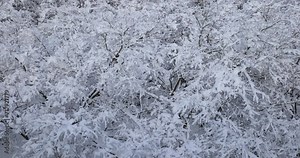 Snow covered tree branches seen from above. Real time, panning shot, no people