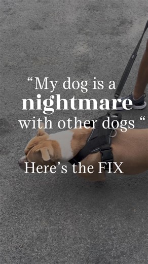 Out of control dogs are no fun for owners, the dog. Other dogs, people and ultimately the issue only increases to the point of high stress or the dog being increasingly isolated. With the right technique and training it can be fixed! Here’s what we achieved in one random session..#pocketbully #dogtraining #bullybreed #dogtrainingadvice #realpuppyschool #k9training #dogtrainingtips #bullyworld #bullypuppies #caninegoodcitizen #bullterrier #dogagressionproblems #dogaggressionrehab | Rogue Royalty