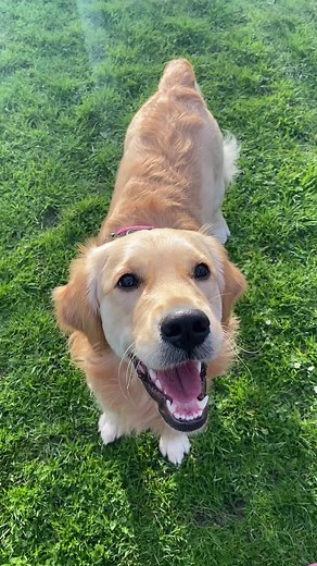 Signs of Hip Dysplasia in Dogs: How to Recognize and Address Them