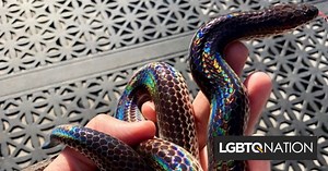 A secretive 'pride snake' is coming out to celebrate with LGBTQ people - LGBTQ Nation