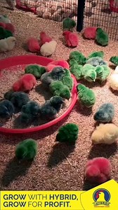 Visit Hybrid Poultry Farm' stand at the 95th Agricultural and Commercial Show. Stand no. 2374 and bring your kids to meet these colourful chicks. You can learn more about poultry farming, and the Hybrid Village, Brown Layer and Broiler. #hybridpoultryfarm #growforprofit #inclusiveeconomictransformation | Hybrid Poultry Farm