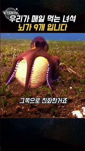 심장 3개에 뇌 9개인 동물, 문어