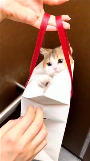 This Naughty Kitten Will Melt Every Cat Lover's Heart 😻🐾 #shorts