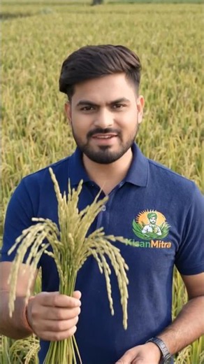 Ready in 86-90 days! Strong yield of Pusa Basmati 1509 🌾 #shorts