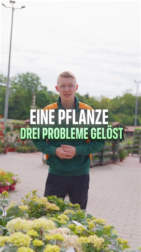 Endless Summer Hortensien: Die richtige Sorte für jeden Garten